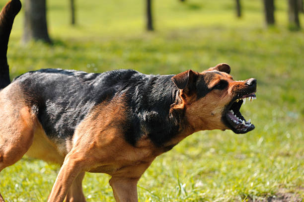 Vicious Dog