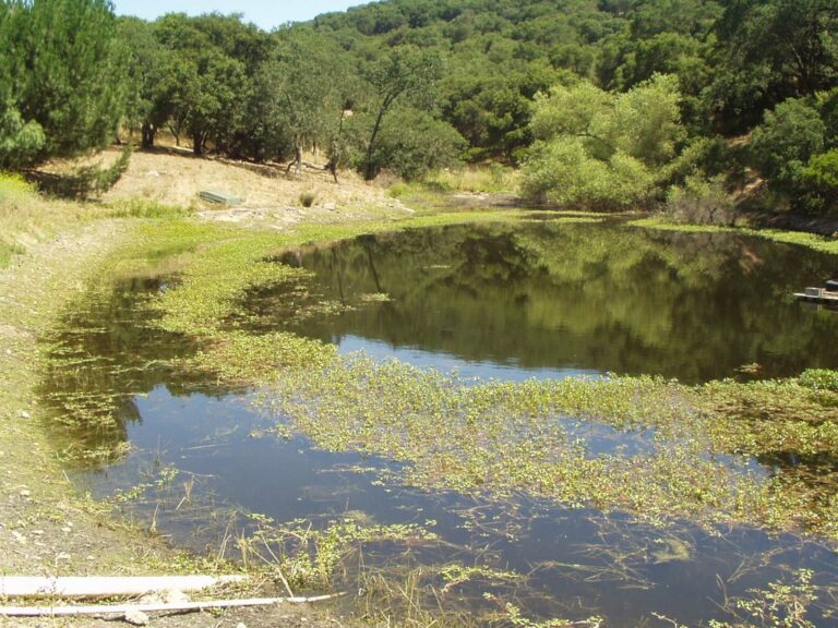 Pond